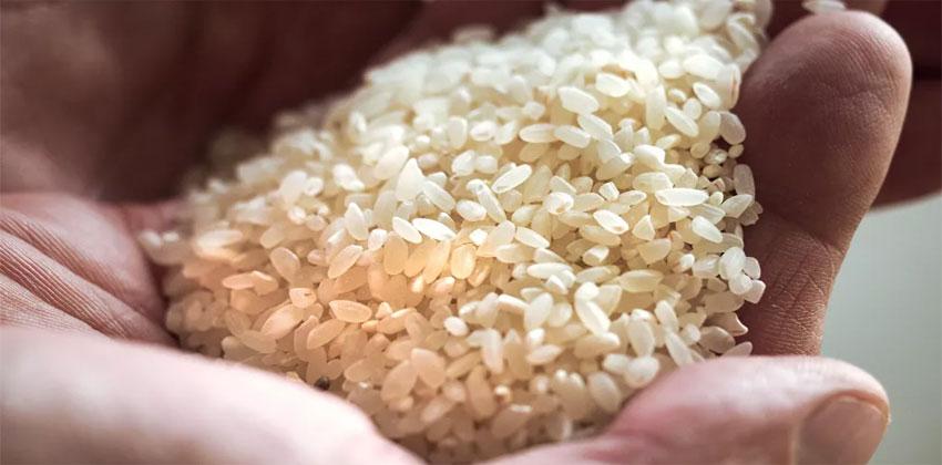 ماء الأرز