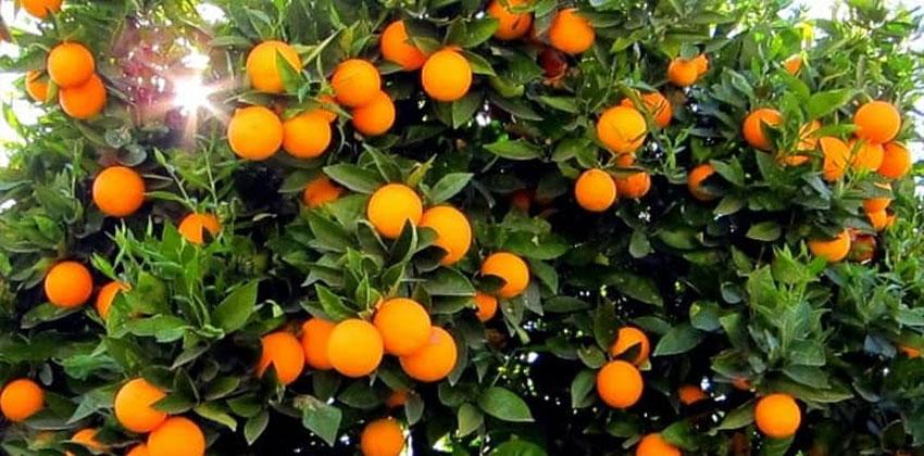 تساقط الأزهار والثمار