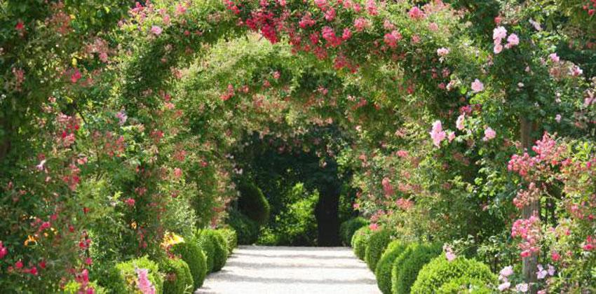 زراعة الورد