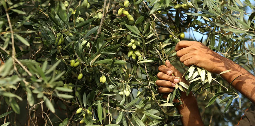 أوراق الزيتون