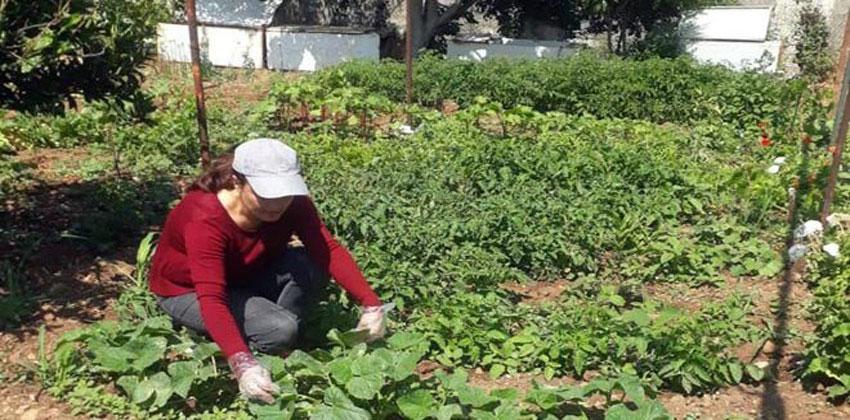 السماد العضوي