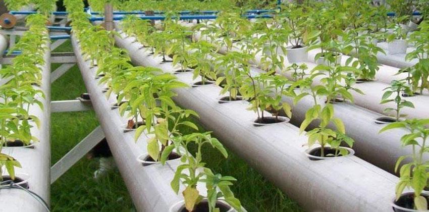 الزراعة بدون تربة