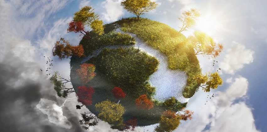 أنواع الأشجار