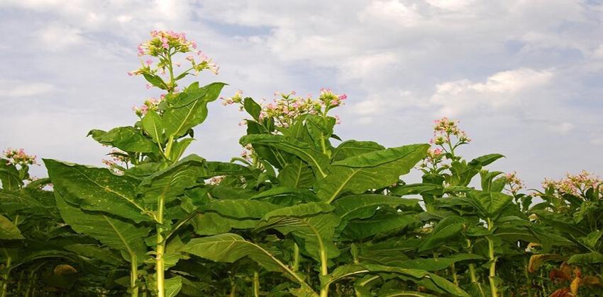 إخصاب النباتات