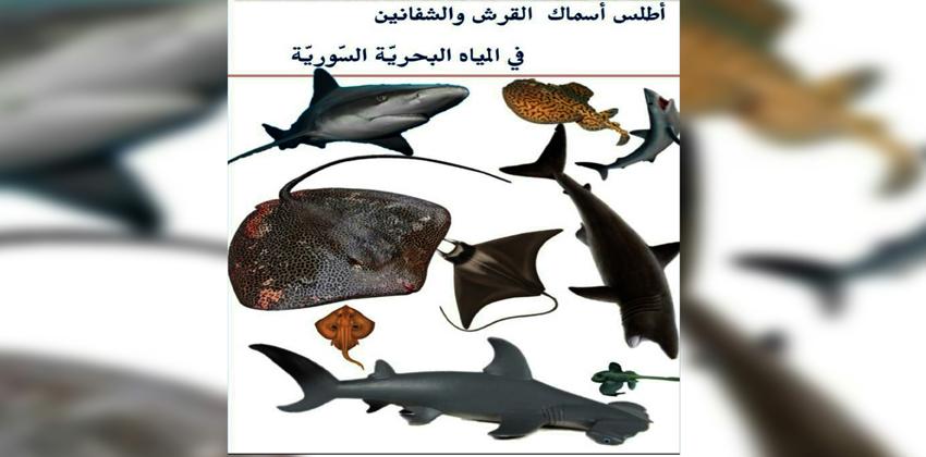 أطلس أسماك القرش