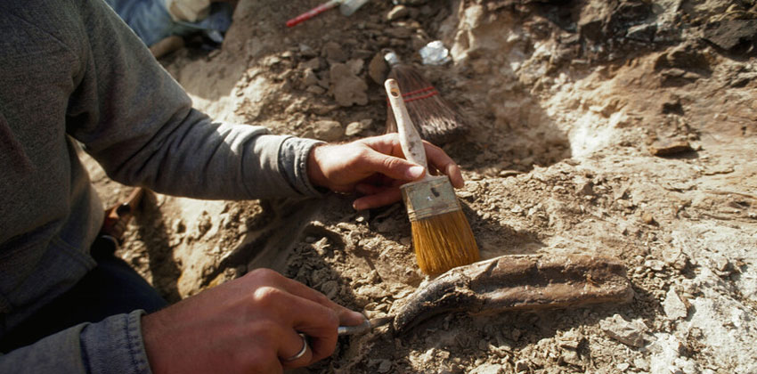 مستحاثات حيرت العلماء