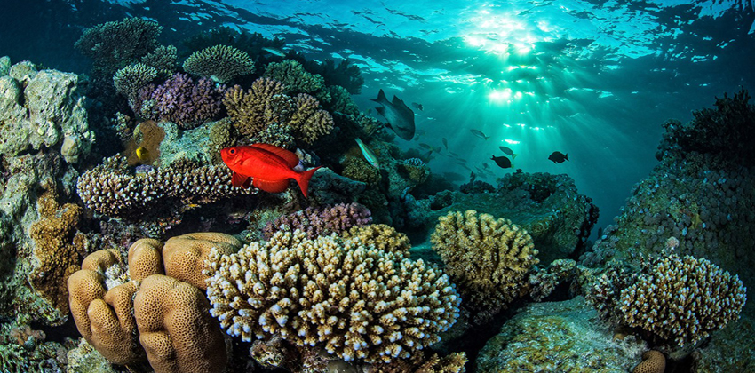 تحمض المحيطات وأثره على البيئات البحرية