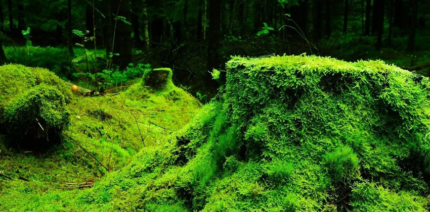 الحزازيات تقاوم التغيرات المناخية