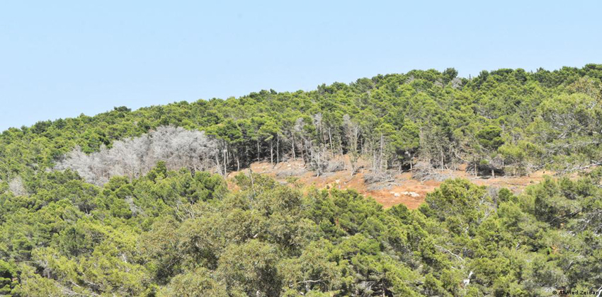 الغابات المتوسطية مهددة بالتصحر نتيجة التغيرات المناخية