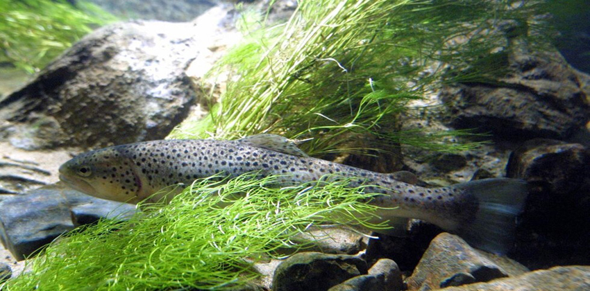 تأثير المياه الدافئة على نمو الأسماك