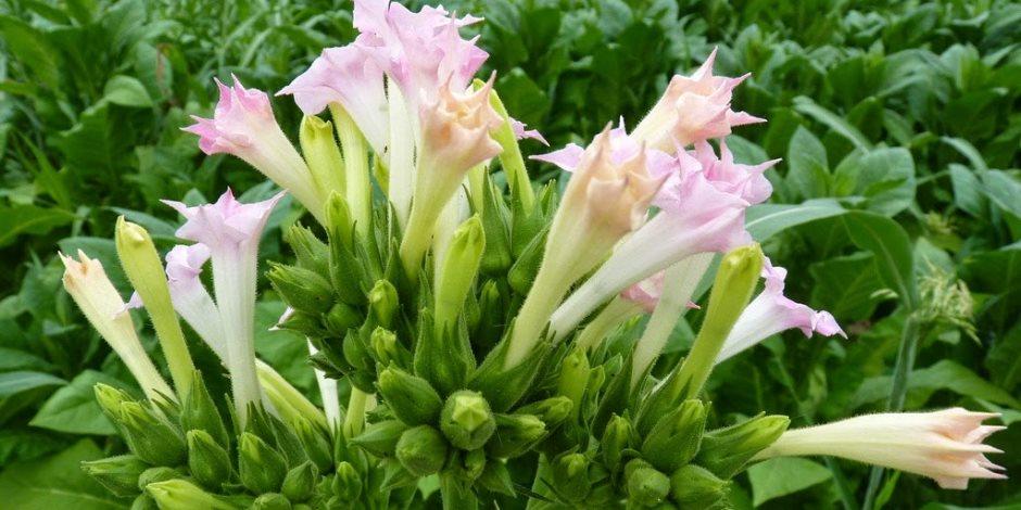 التبغ مُصّنع للمضادات الحيوية