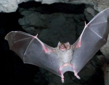 لماذا تحمل الخفافيش فيروسات قاتلة للبشر أكثر من غيرها من الثدييات؟