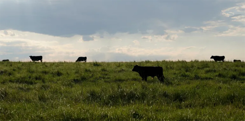 النظم البيئية العشبية.. الحليف المهمل في مكافحة تغير المناخ